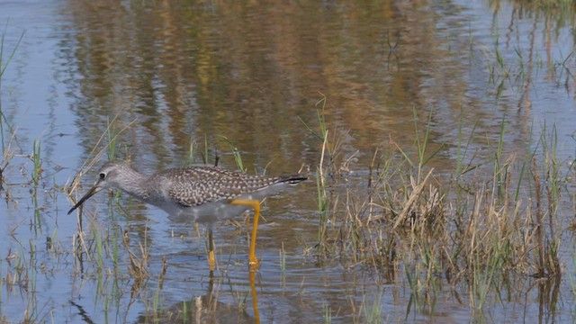 Lesser Yellowlegs - ML497071771