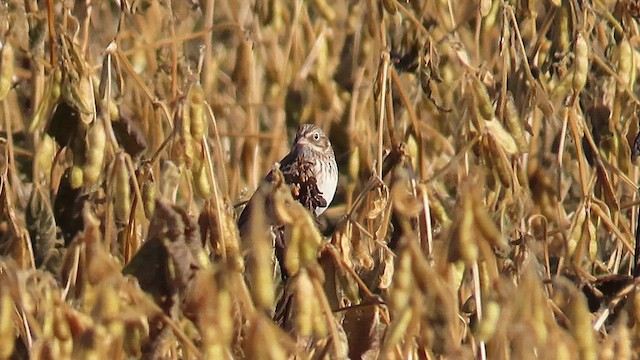 Vesper Sparrow - ML497072221