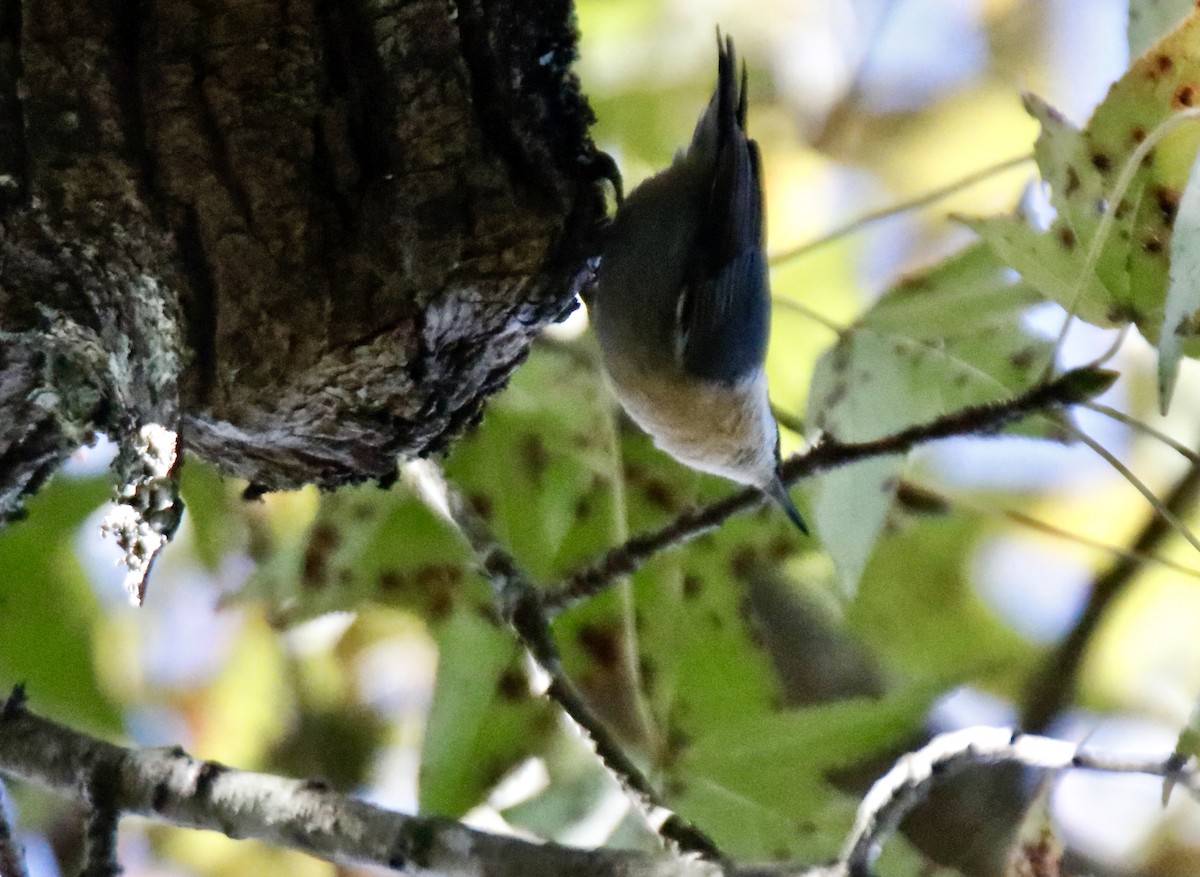 White-breasted Nuthatch - ML497072321