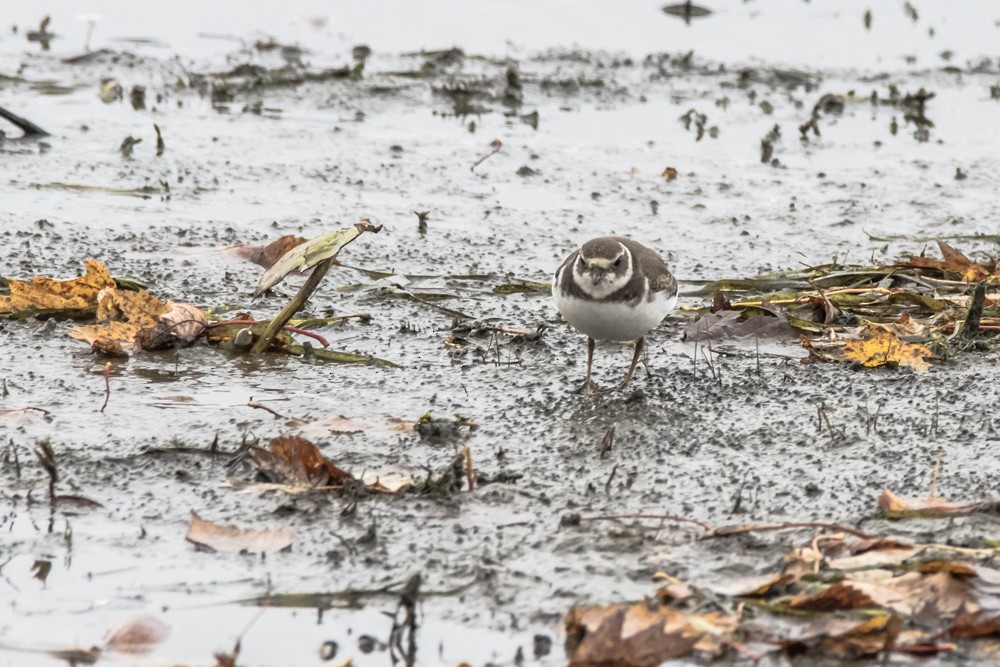 Semipalmated Plover - ML497072611