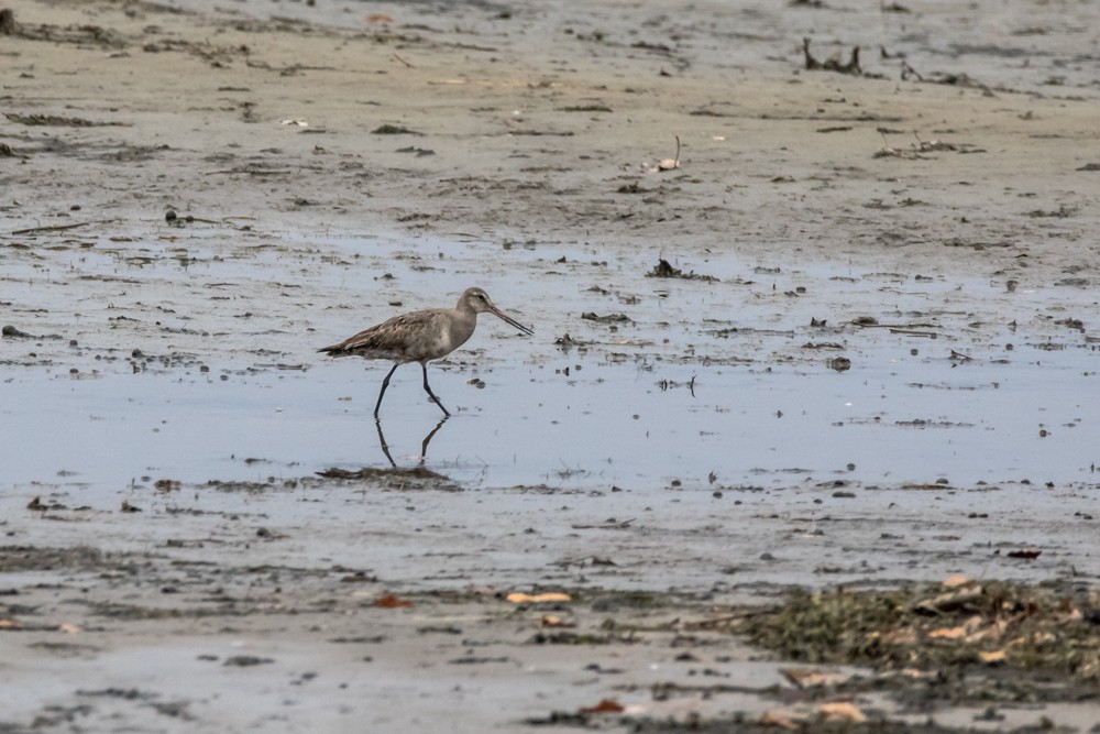 Hudsonian Godwit - ML497072631