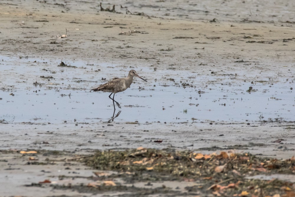 Hudsonian Godwit - ML497072721