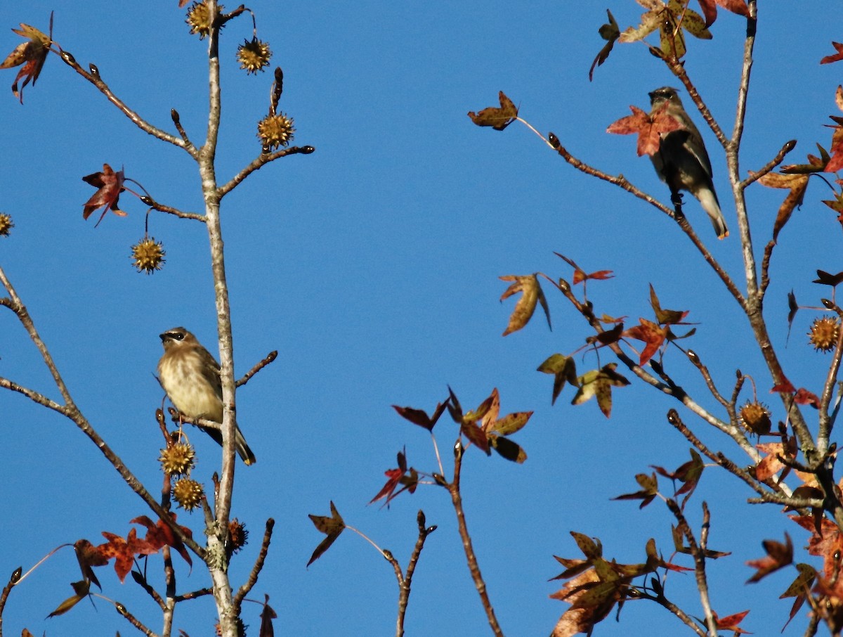 Cedar Waxwing - ML497072751