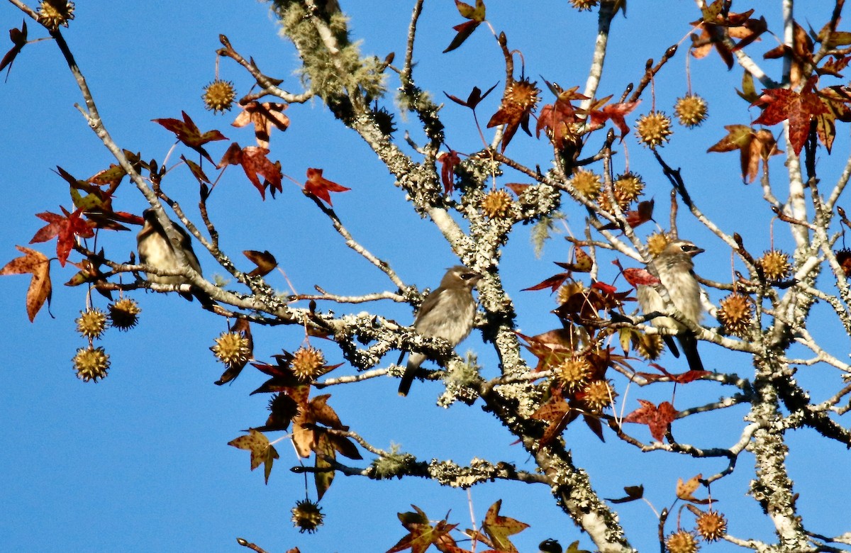 Cedar Waxwing - ML497072761