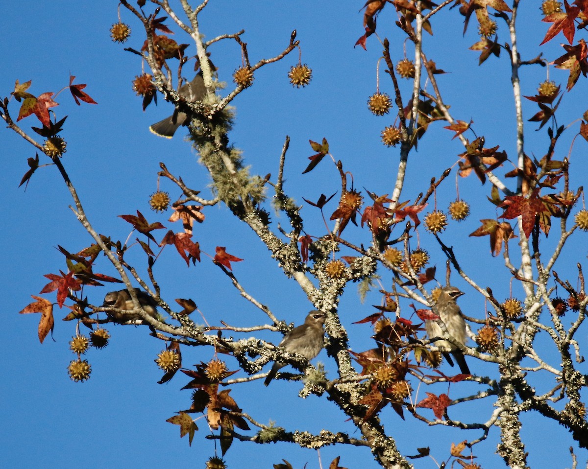 Cedar Waxwing - ML497072771