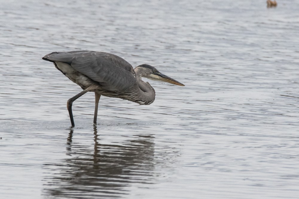 Great Blue Heron - ML497072811