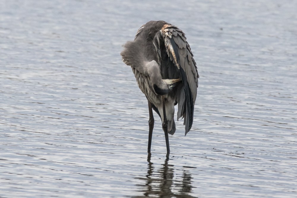 Great Blue Heron - ML497072891