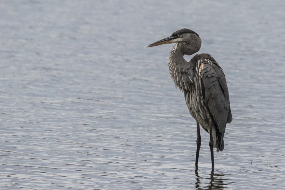 Great Blue Heron - ML497072941