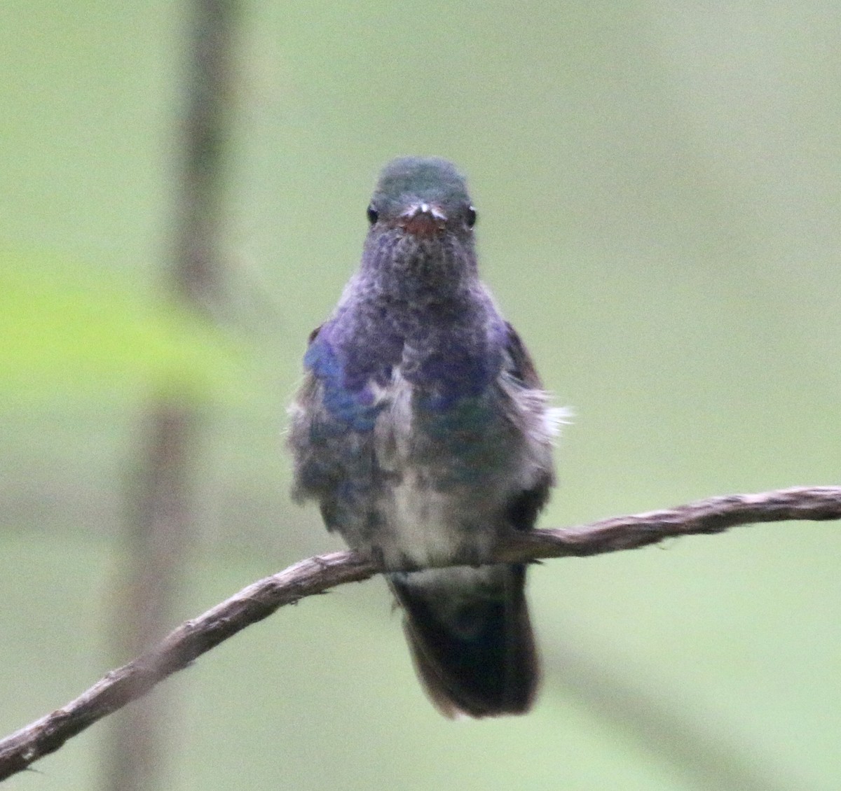 kolibřík safírový - ML497072981