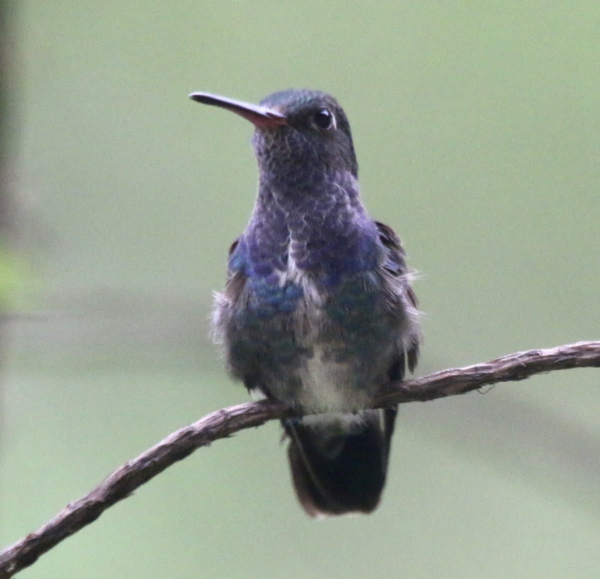 kolibřík safírový - ML497073001