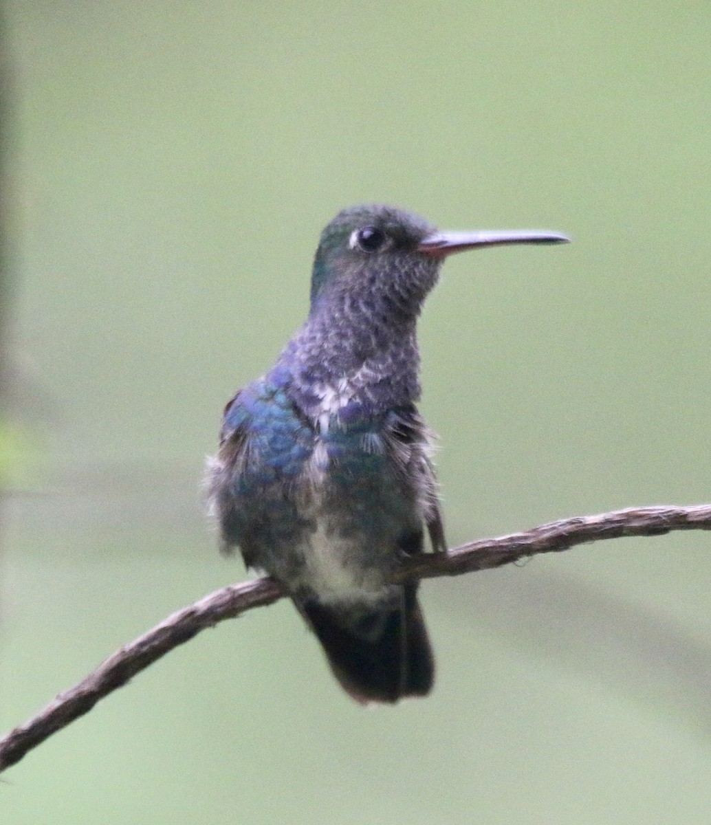 kolibřík safírový - ML497073021