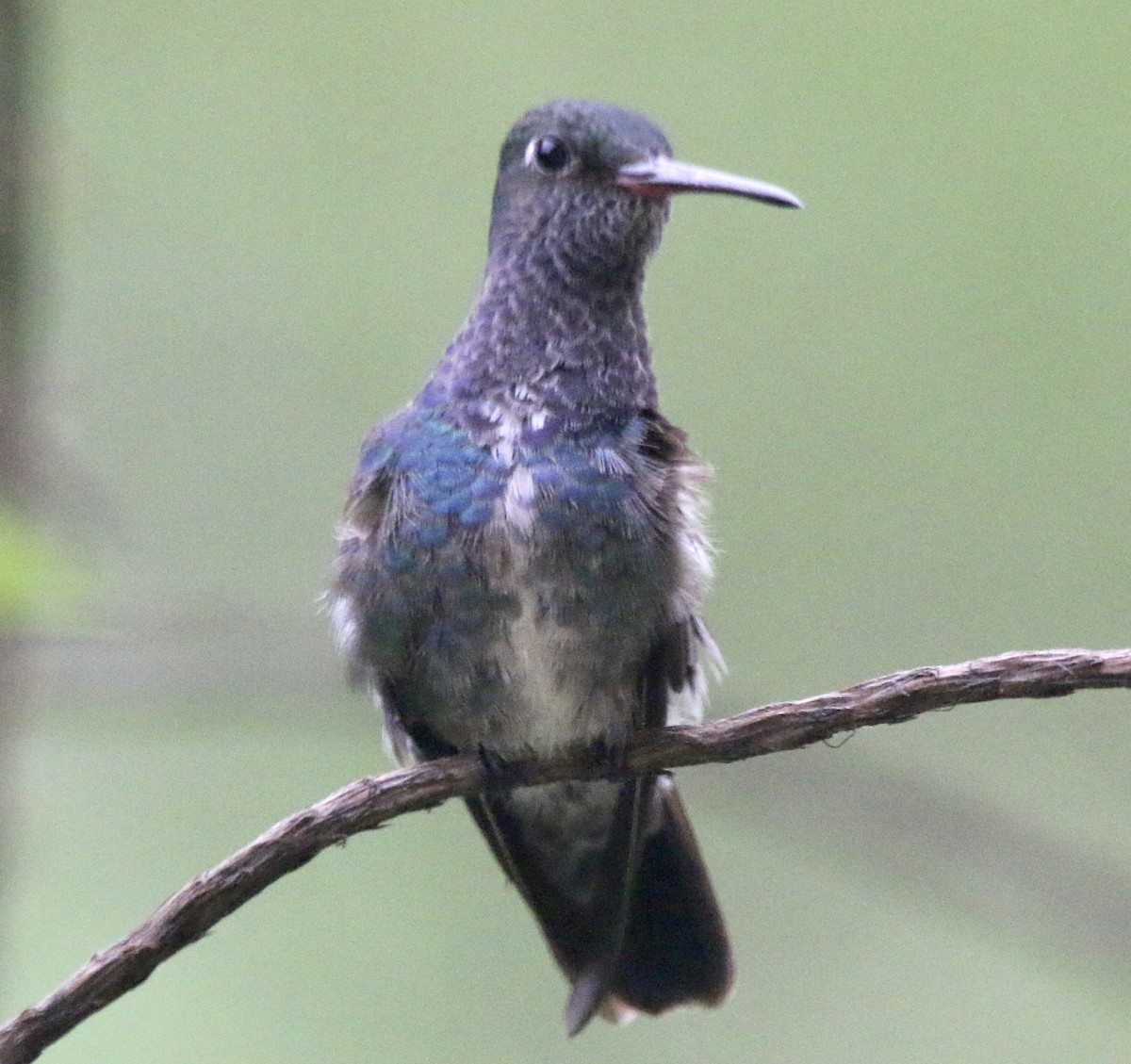 kolibřík safírový - ML497073051