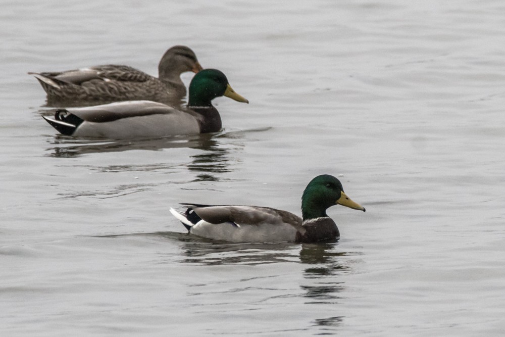 Mallard - Jean-Guy Papineau