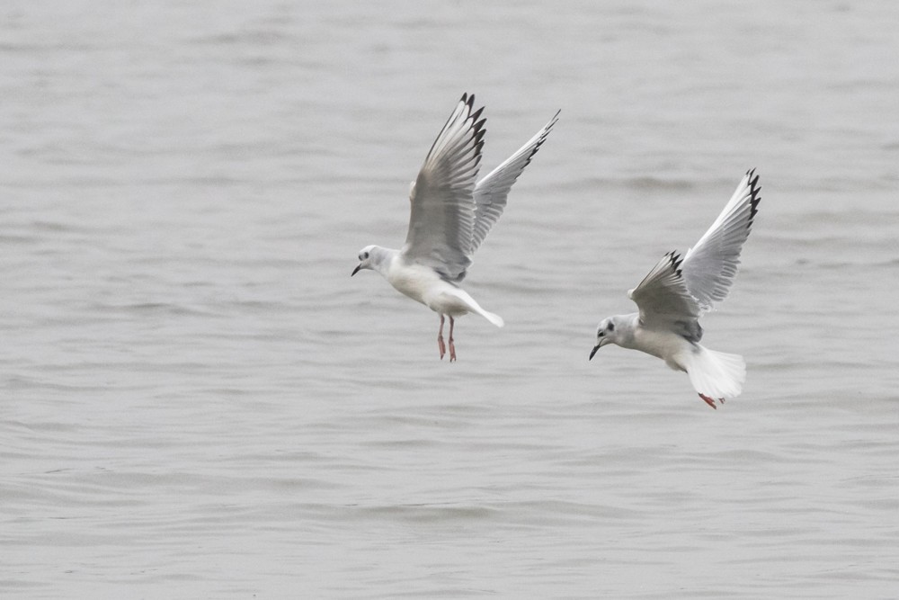 Mouette de Bonaparte - ML497073251