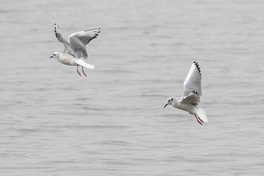 Bonaparte's Gull - Jean-Guy Papineau