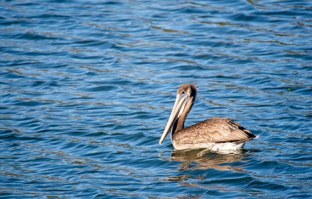 pelikán hnědý - ML497074861