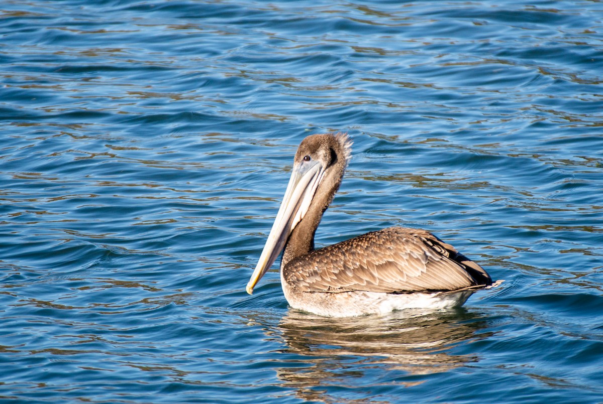 Brown Pelican - ML497074871