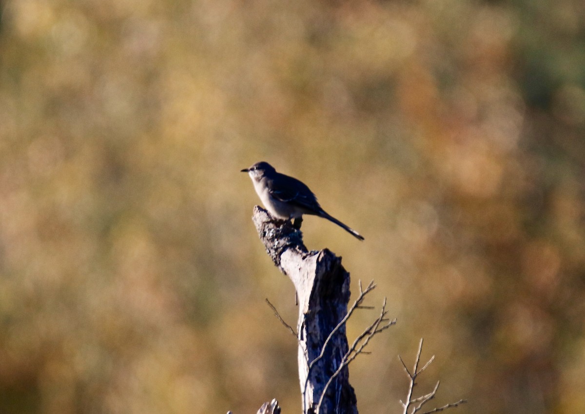 Northern Mockingbird - ML497075241