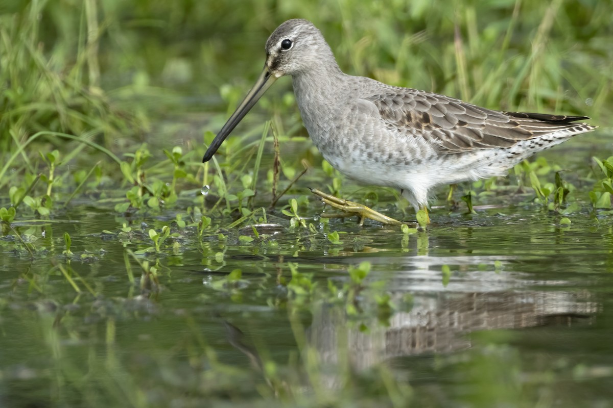 Long-billed Dowitcher - Tim White
