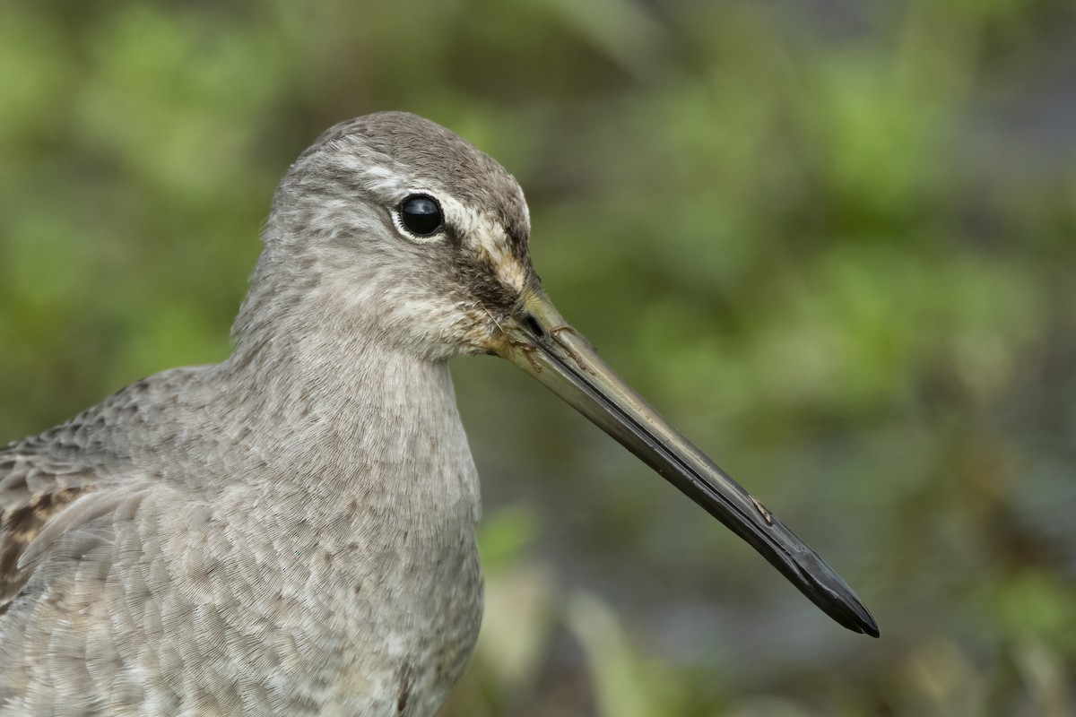 Long-billed Dowitcher - ML497076921