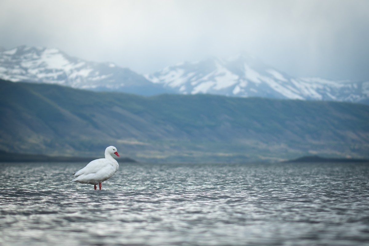 Coscoroba Swan - ML497077221
