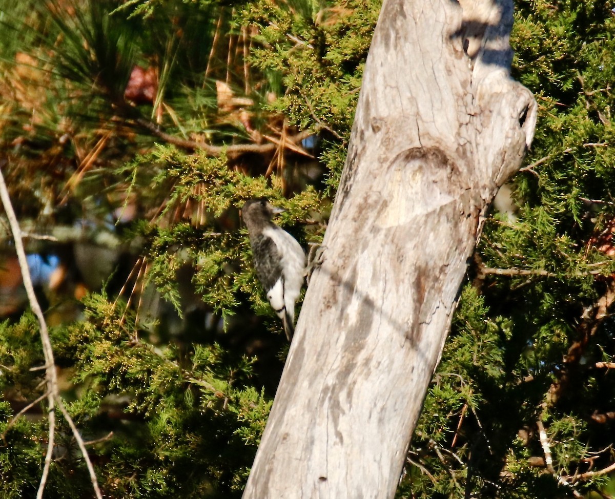 Red-headed Woodpecker - ML497078091