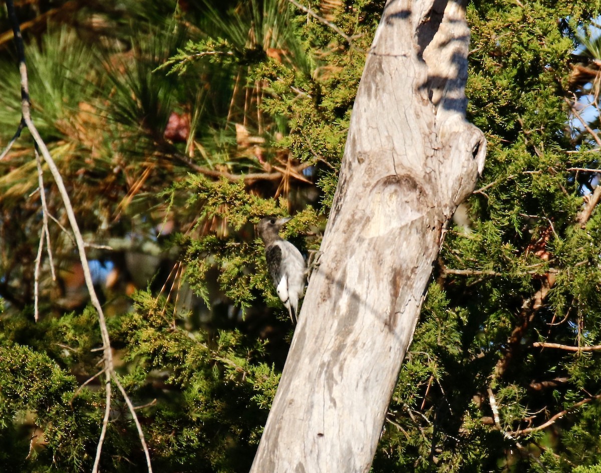 Red-headed Woodpecker - ML497078101