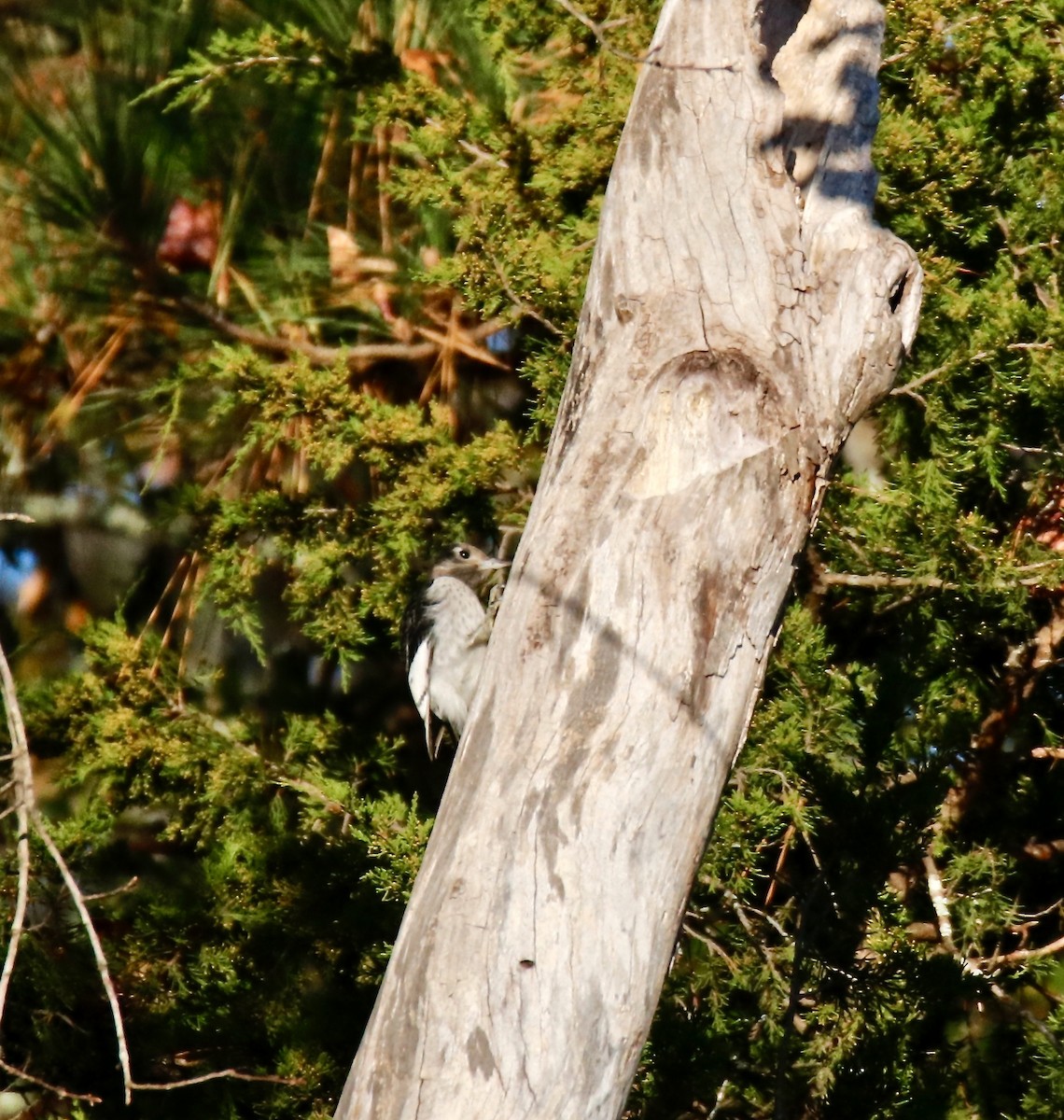 Red-headed Woodpecker - ML497078111