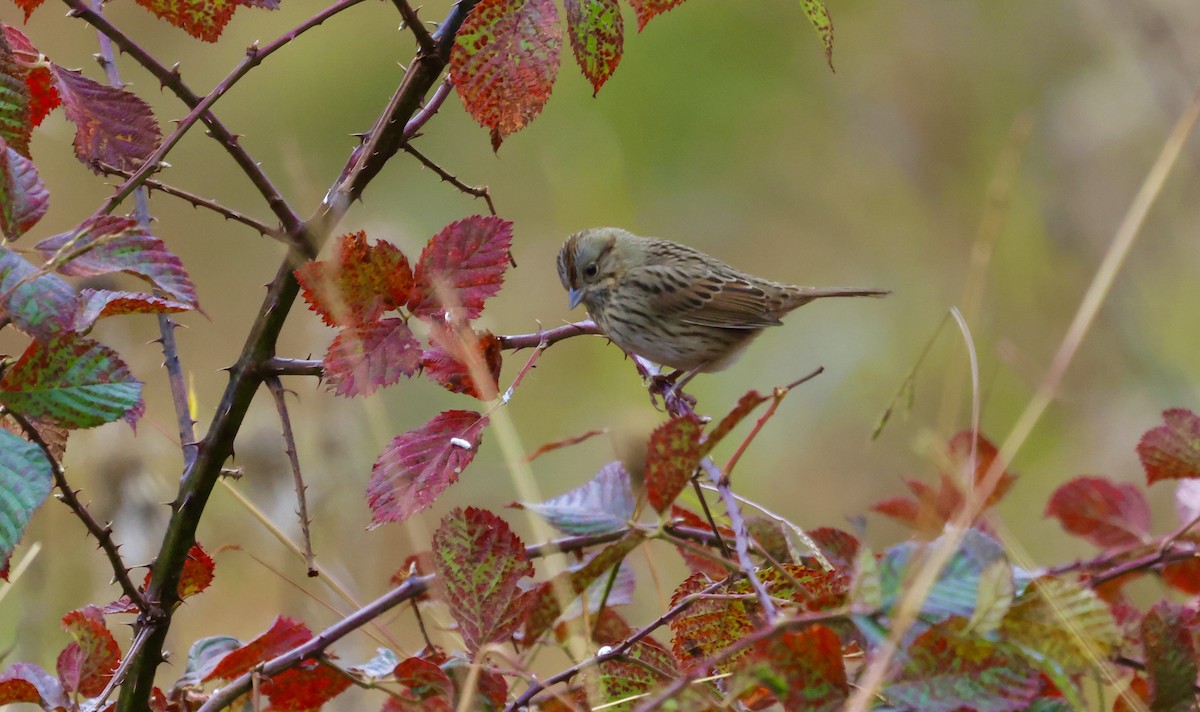 Lincoln's Sparrow - ML497079551