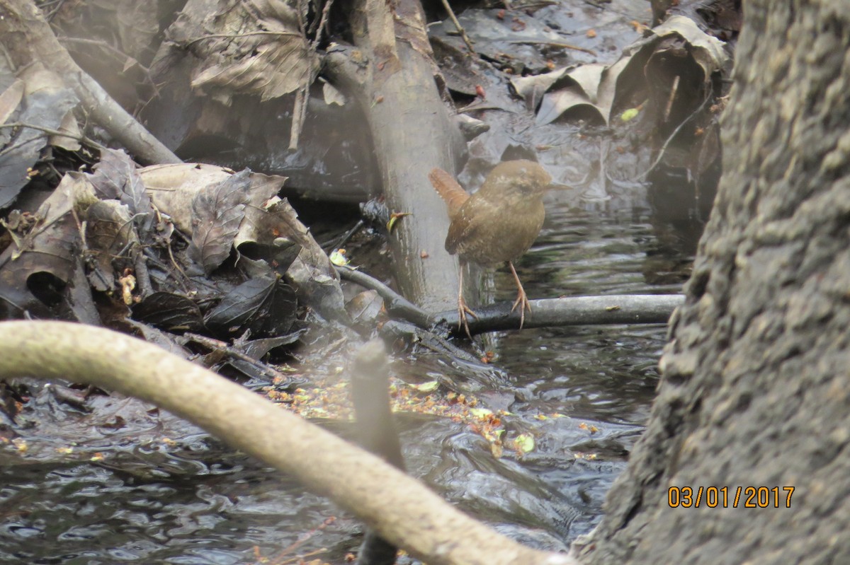 Winter Wren - ML49707981