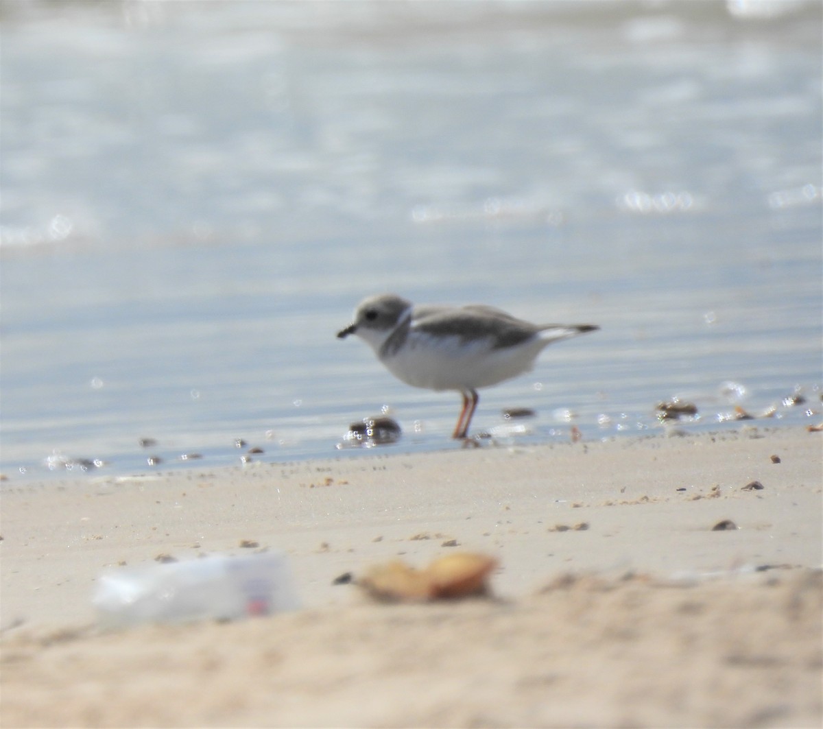 Piping Plover - ML497079871