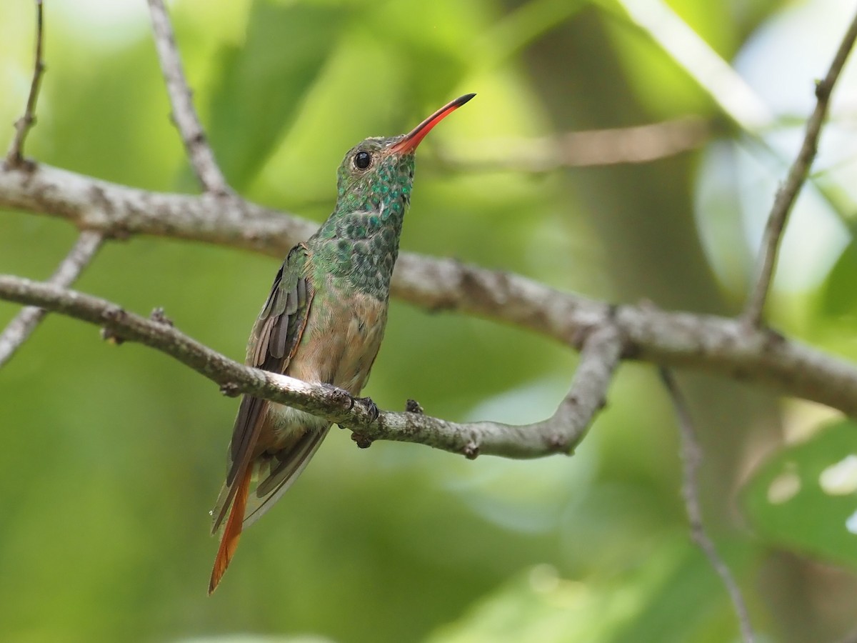 Buff-bellied Hummingbird - Ellen  Cantor