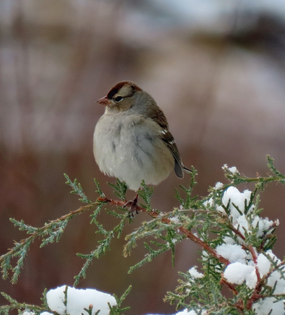 White-crowned Sparrow (oriantha) - ML497083011