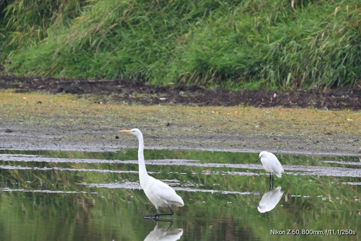 Snowy Egret - ML497084151