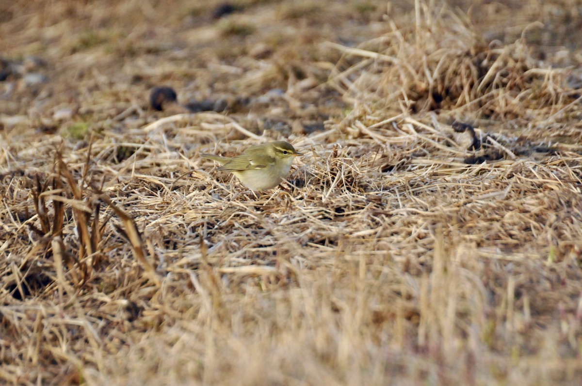 Arctic Warbler - Sam Simon