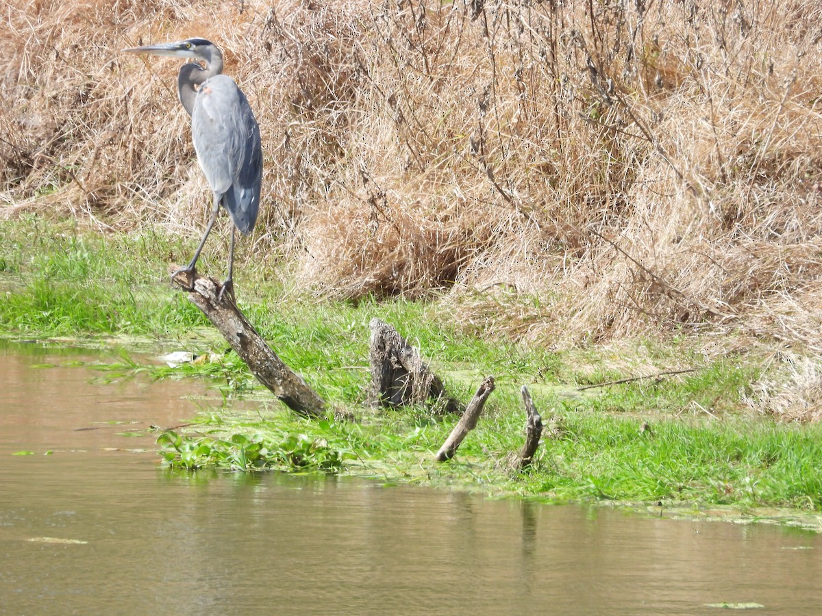 Garza Azulada - ML497084651