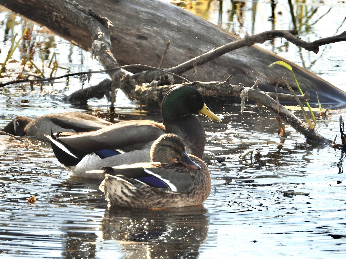 Mallard - ML497084711