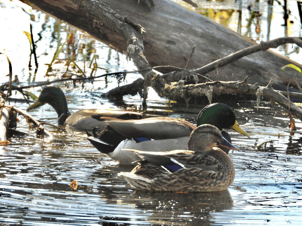 Mallard - ML497084721