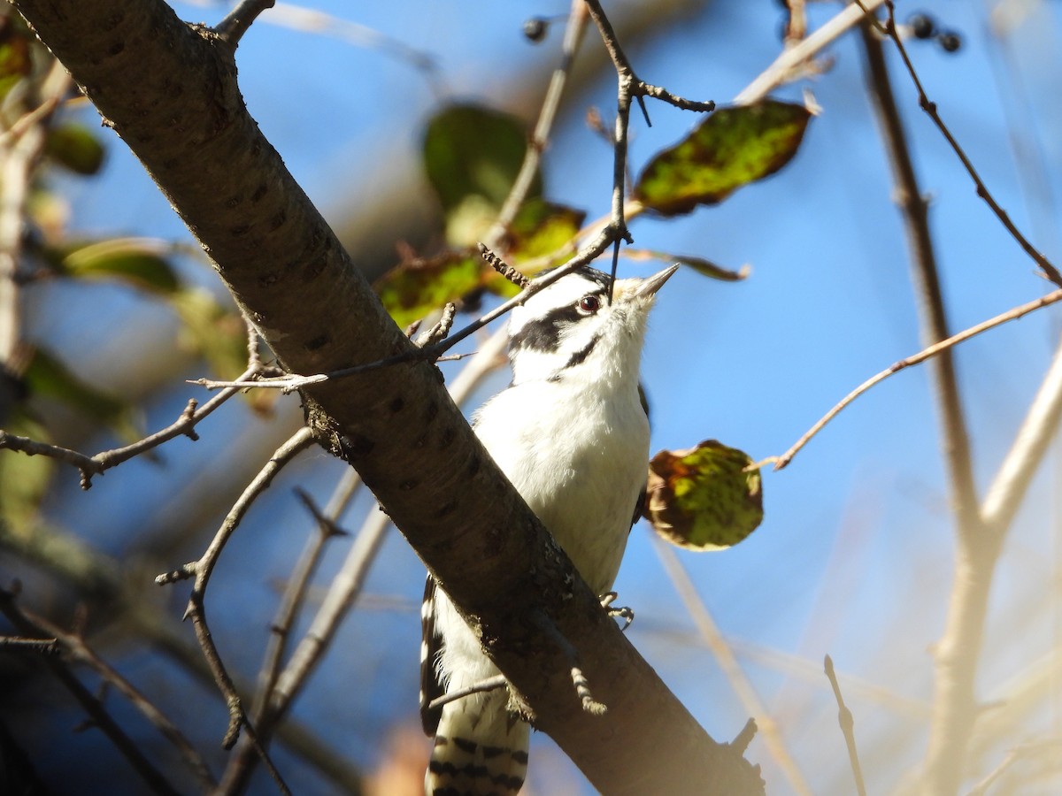 Downy Woodpecker - ML497084801