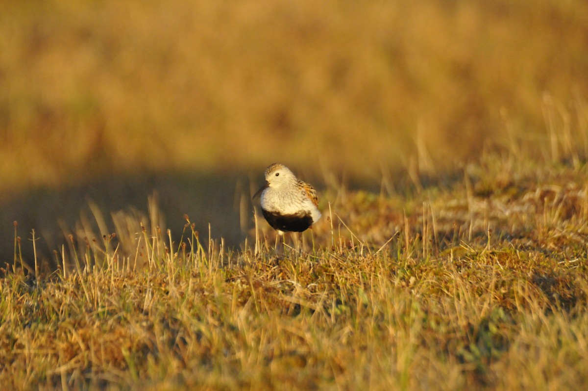 Dunlin - ML497084881