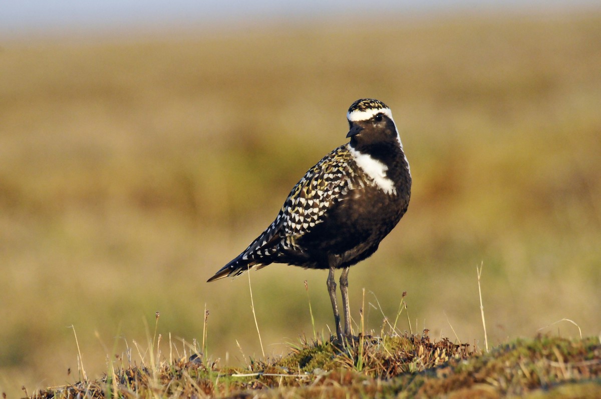 American Golden-Plover - ML497085151