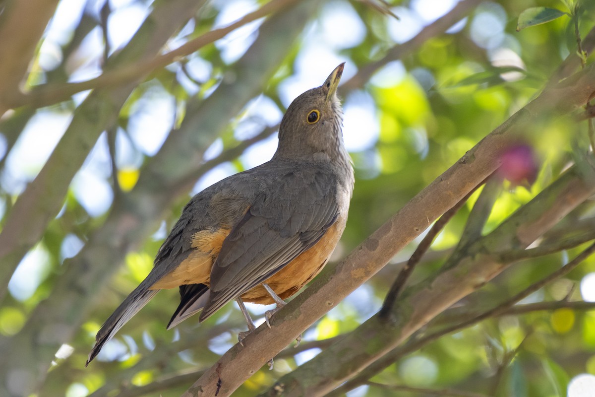 Rufous-bellied Thrush - Luiz Carlos Ramassotti