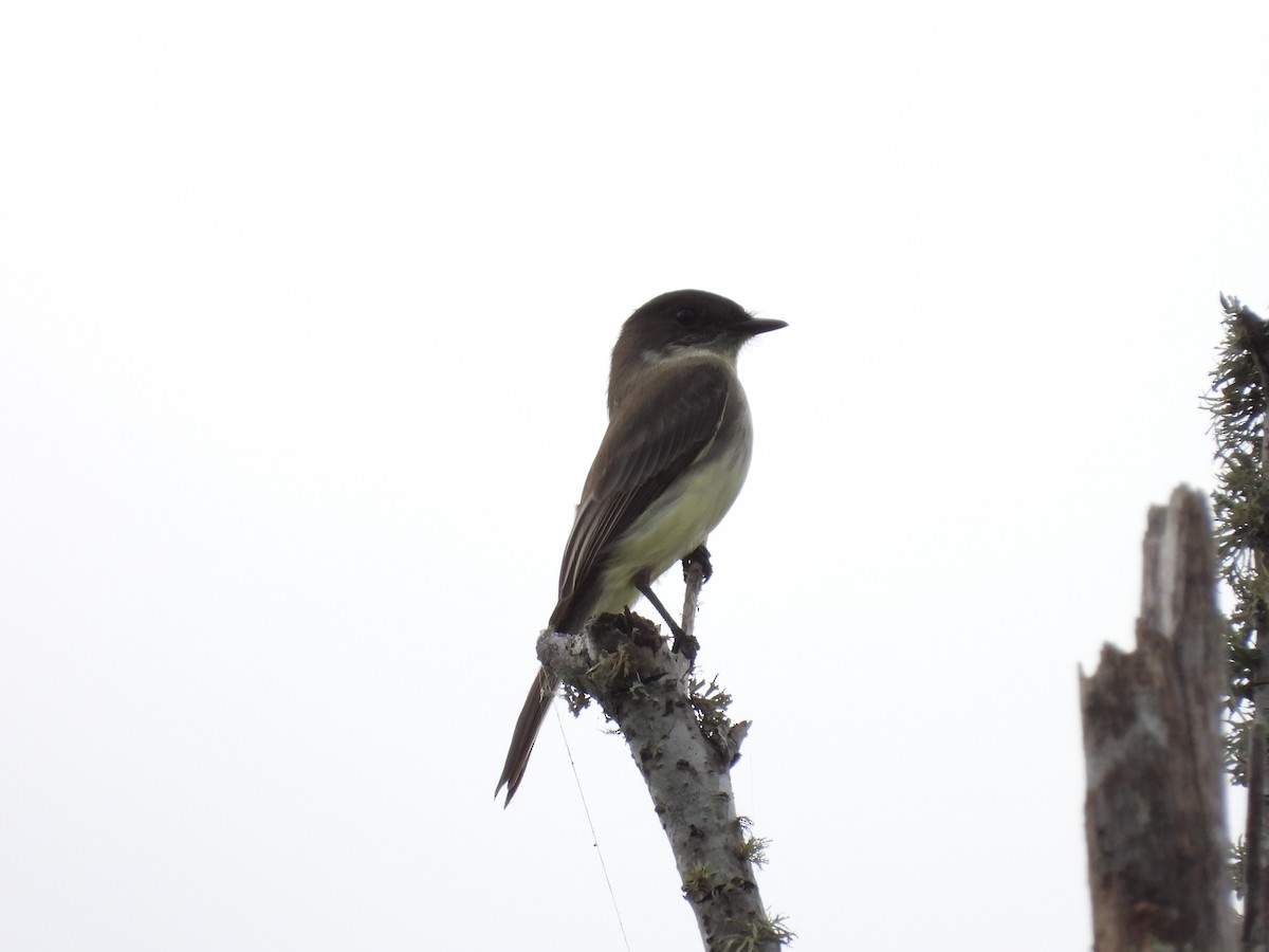 Eastern Phoebe - ML497085511