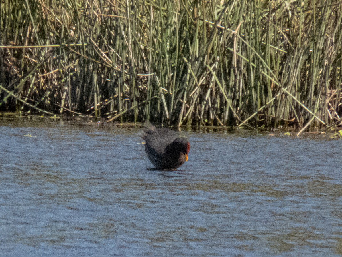 Red-fronted Coot - ML497088881