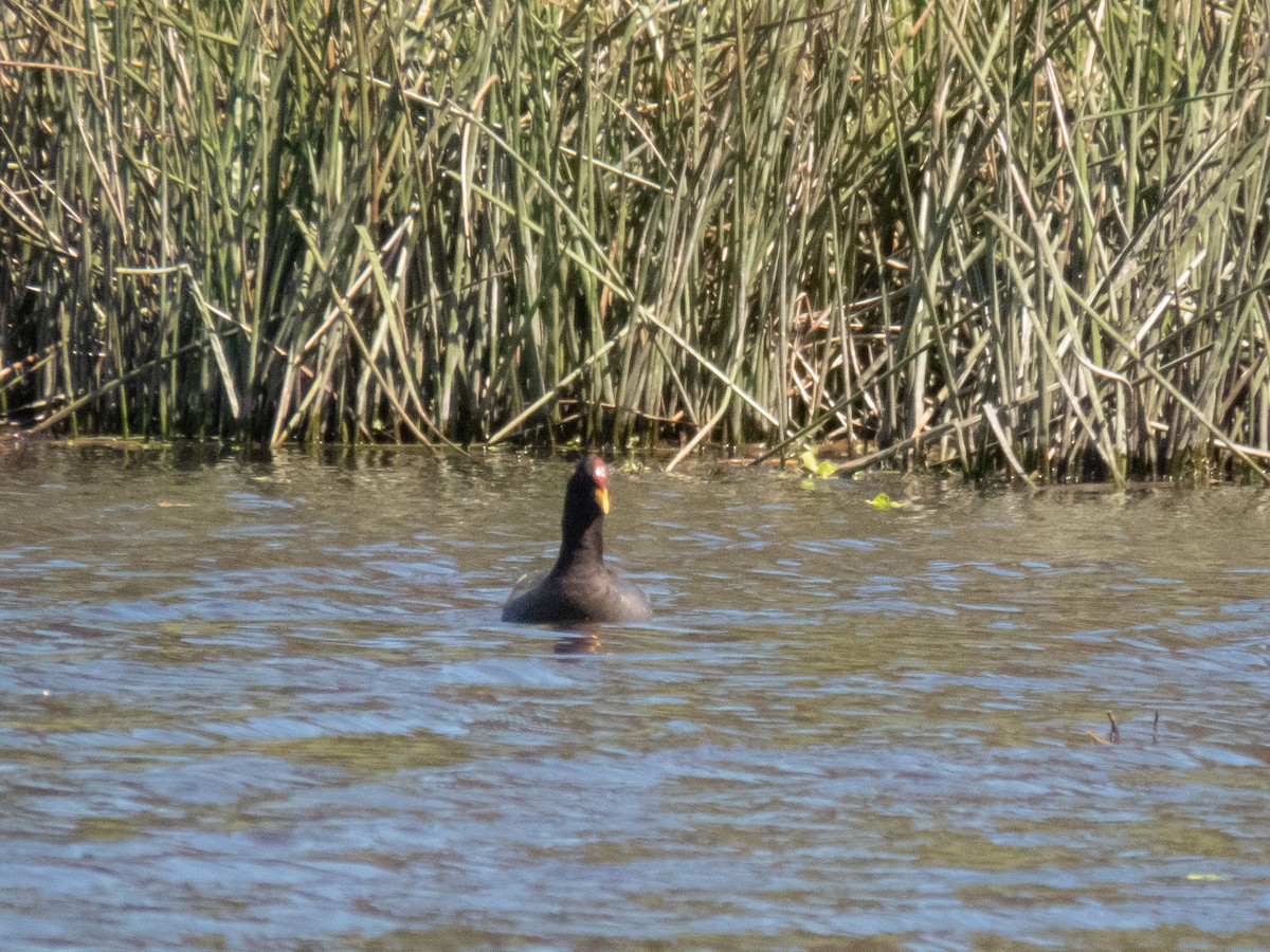 Red-fronted Coot - ML497088901