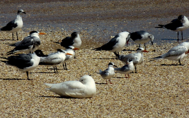 Glaucous Gull - ML49708991