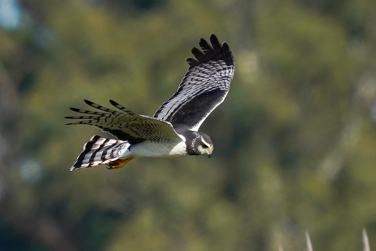 Long-winged Harrier - Luis Piñeyrua