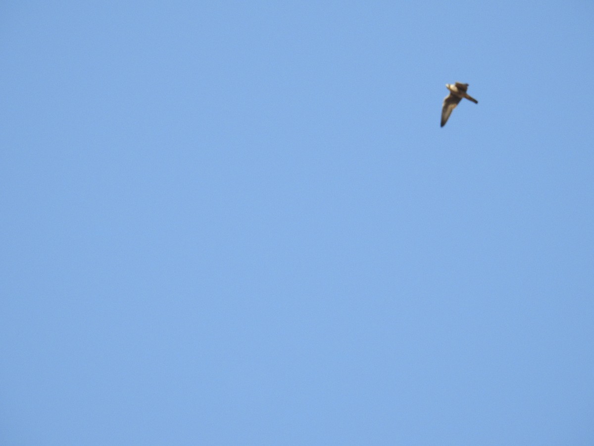 Prairie Falcon - Becky Boley