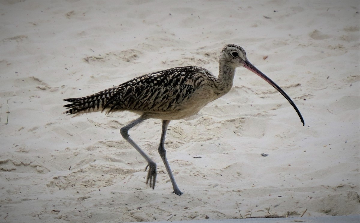 Long-billed Curlew - Brian Johnston
