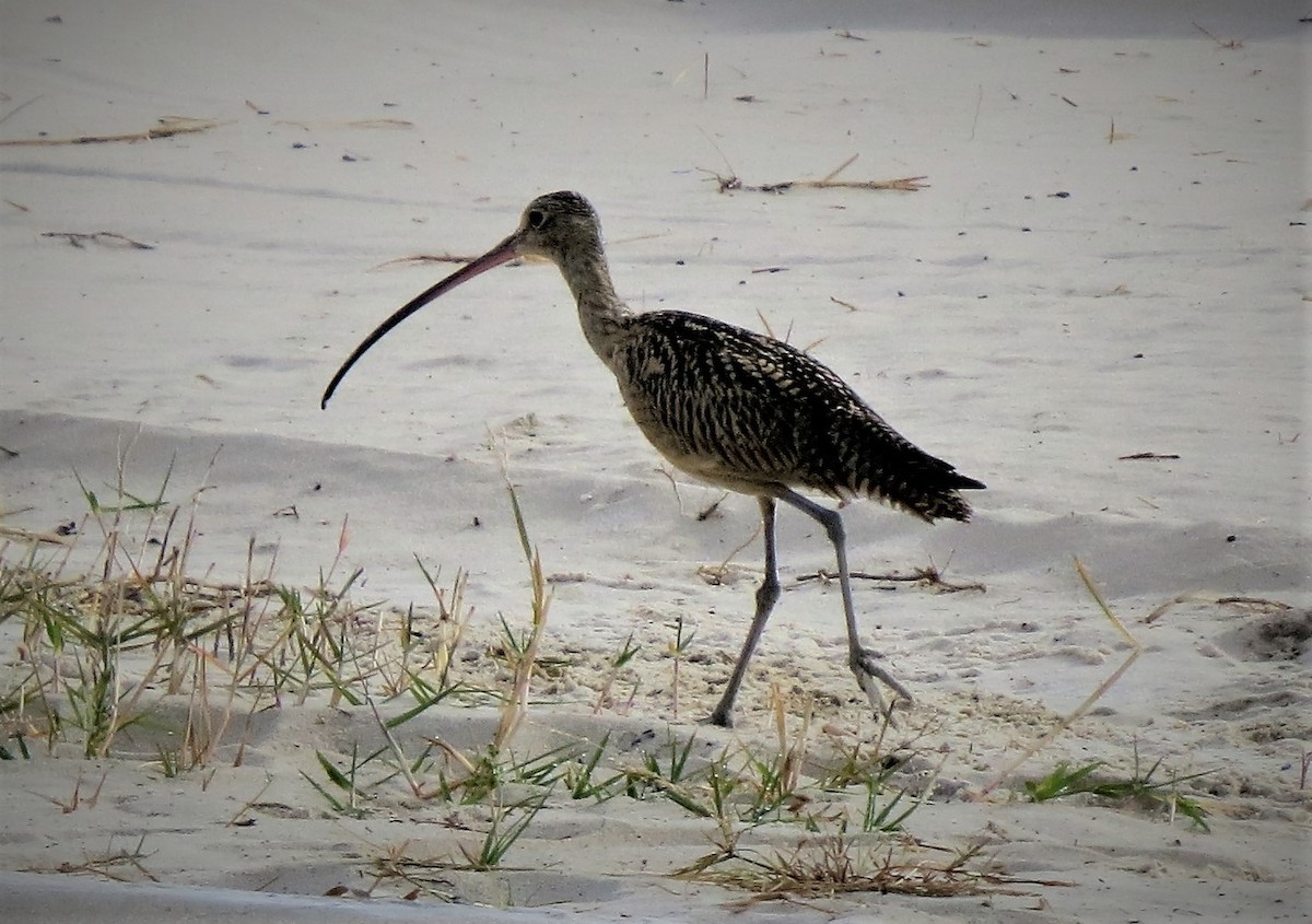 Long-billed Curlew - Brian Johnston